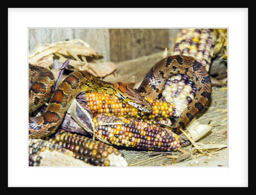 Cornsanke (Normal and Candy Cane) by Anonymous
