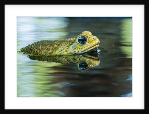 Cane Toad by Anonymous
