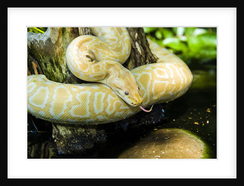 Burmese Python (albino) by Anonymous