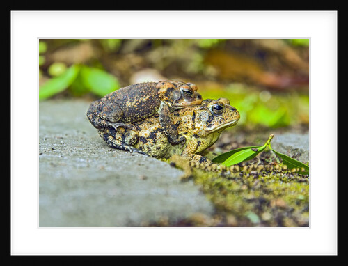 Toads by Anonymous