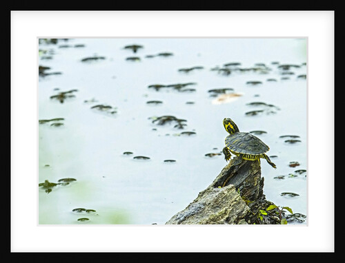 Slider (turtle) by Anonymous