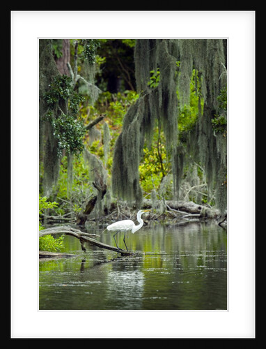 Great Egret by Anonymous