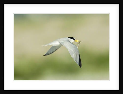 Least Tern by Anonymous
