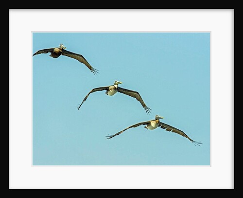 Brown Pelican by Anonymous