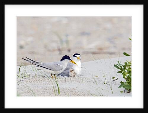 Least Tern by Anonymous