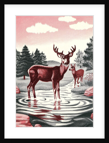 Deer in Stream by Anonymous