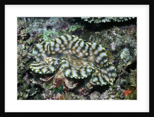 Fluted Giant Clam by Anonymous
