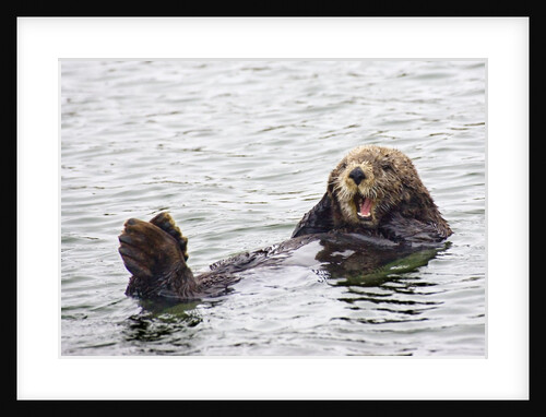 California Sea Otter by Anonymous