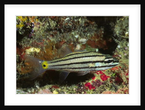 Split-Banded Cardinalfish in juvenile form by Anonymous