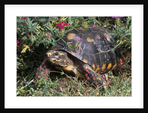 Red-Legged Tortoise by Anonymous