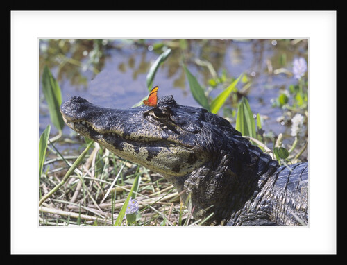 Black Caiman with Butterfly by Anonymous