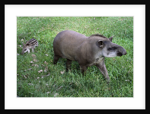 Brazilian Tapir mother with baby by Anonymous
