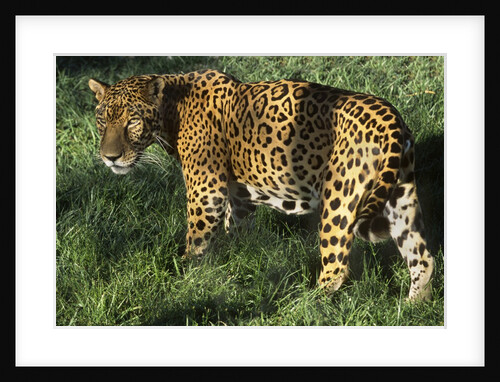 Jaguar by Anonymous
