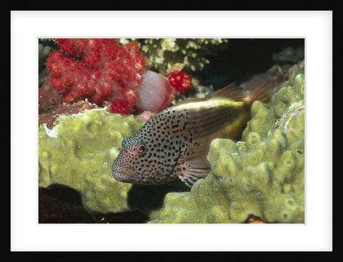 Freckled Hawkfish by Anonymous