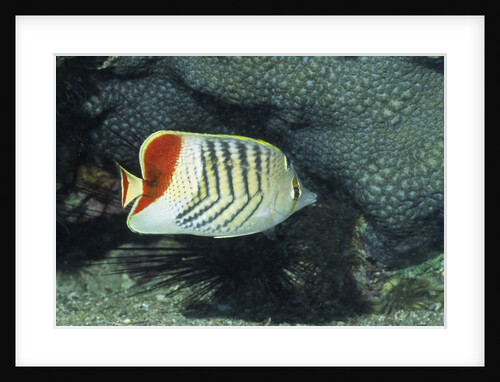 Red Sea Chevron Butterflyfish by Anonymous