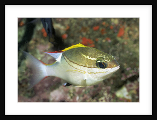 Bridled Monocale Bream by Anonymous