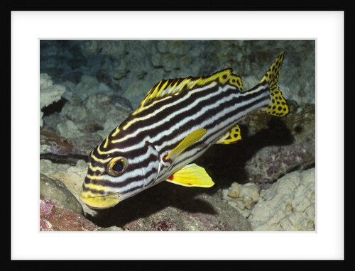 Oriental Sweetlips by Anonymous