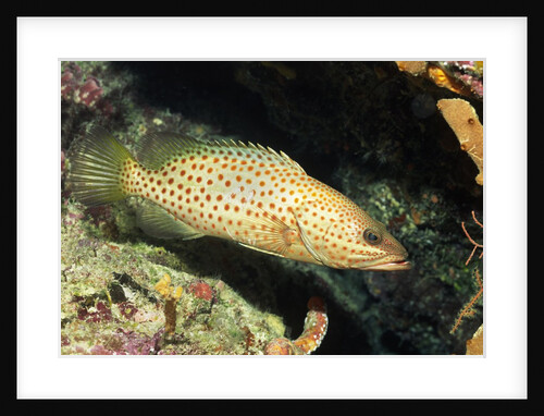 White-Lined Grouper by Anonymous