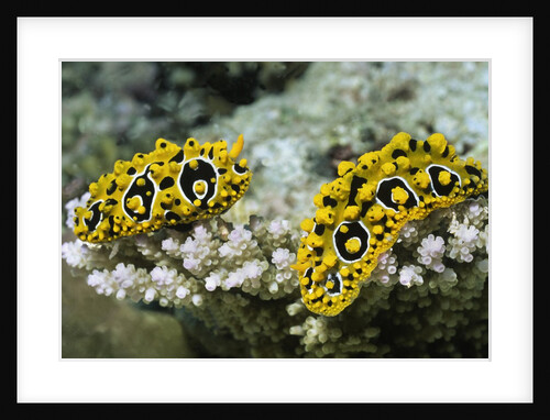 Ocellated Phyllidia by Anonymous