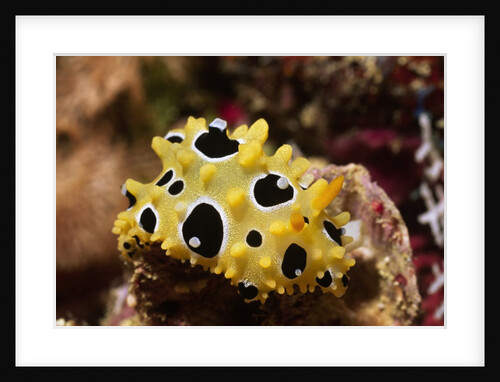 Ocellated Phyllidia by Anonymous