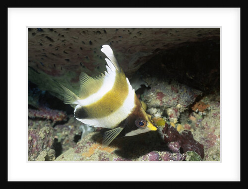 Pennant Bannerfish by Anonymous