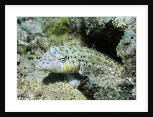 Speckled Sandperch by Anonymous