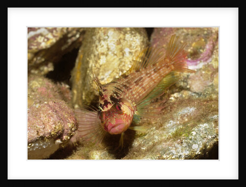 Island Kelpfish by Anonymous