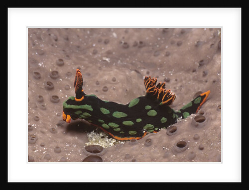 Kubaryana's Nembrotha by Anonymous