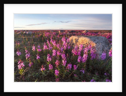 Fireweed, Hudson Bay, Canada by Anonymous