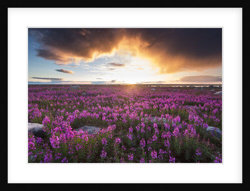Fireweed, Hudson Bay, Canada by Anonymous