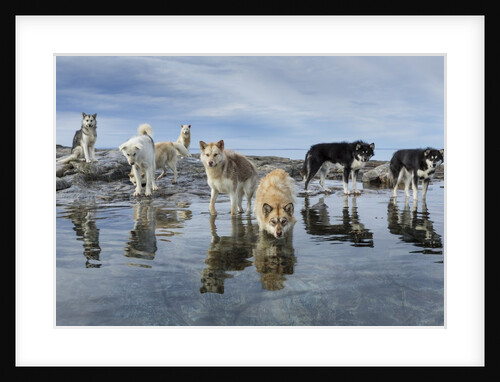 Sled Dogs, Nunavut, Canada by Anonymous
