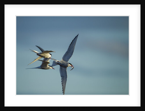 Arctic Terns, Hudson Bay, Canada by Anonymous