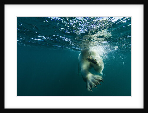 Underwater Polar Bear, Hudson Bay, Nunavut, Canada by Anonymous