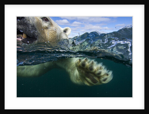 Underwater Polar Bear, Hudson Bay, Nunavut, Canada by Anonymous