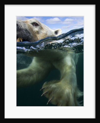Underwater Polar Bear, Hudson Bay, Nunavut, Canada by Anonymous