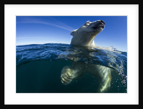 Underwater Polar Bear, Hudson Bay, Nunavut, Canada by Anonymous