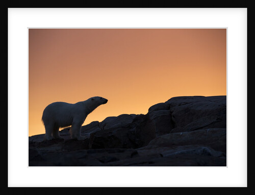 Polar Bear, Hudson Bay, Nunavut, Canada by Anonymous