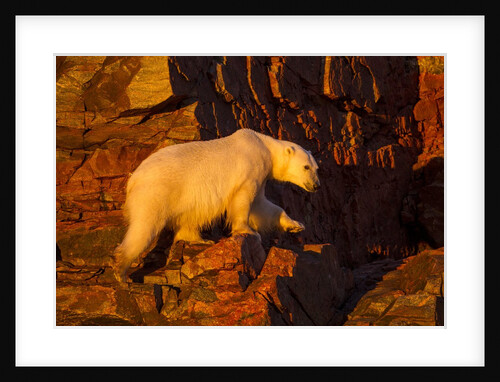 Polar Bear, Hudson Bay, Nunavut, Canada by Anonymous