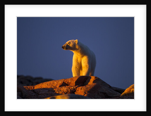 Polar Bear, Hudson Bay, Nunavut, Canada by Anonymous
