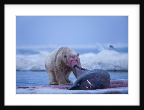 Polar Bear Feeding on Walrus, Hudson Bay, Nunavut, Canada by Anonymous