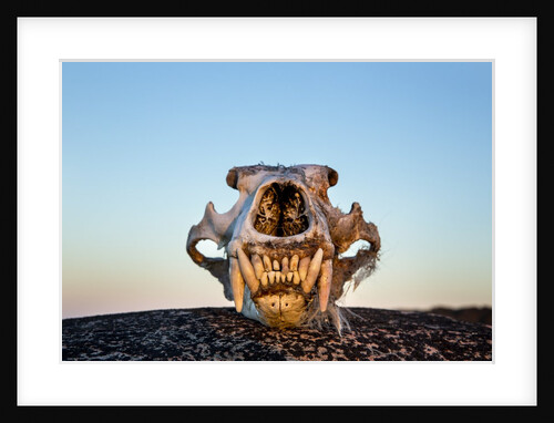 Polar Bear Skull, Hudson Bay, Nunavut, Canada by Anonymous