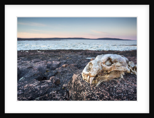 Polar Bear Skull, Hudson Bay, Nunavut, Canada by Anonymous