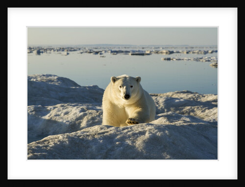 Polar Bear, Hudson Bay, Nunavut, Canada by Anonymous
