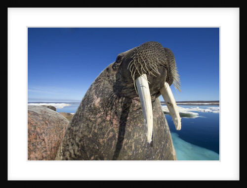 Walrus, Hudson Bay, Nunavut, Canada by Anonymous