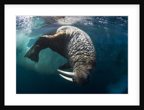 Underwater View of Walrus, Hudson Bay, Nunavut, Canada by Anonymous