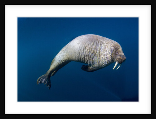 Underwater View of Walrus, Hudson Bay, Nunavut, Canada by Anonymous