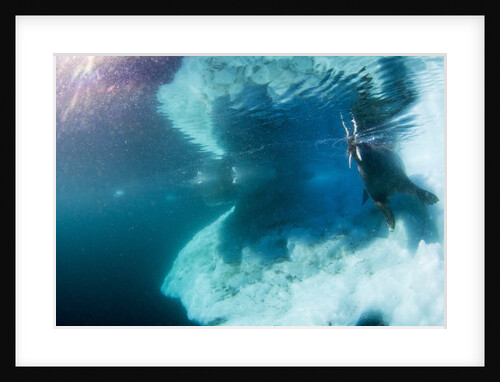 Underwater View of Walrus, Hudson Bay, Nunavut, Canada by Anonymous