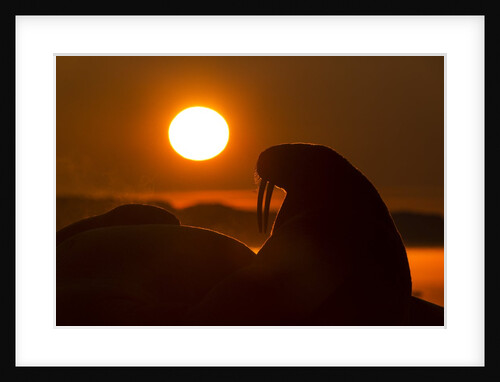 Walrus, Hudson Bay, Nunavut, Canada by Anonymous