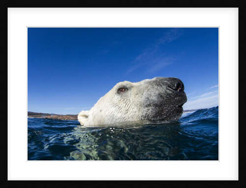 Polar Bear, Nunavut, Canada by Anonymous