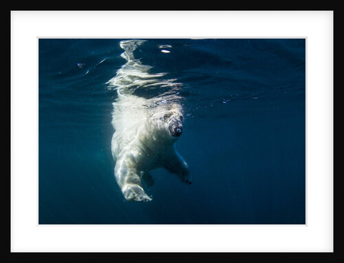 Underwater Polar Bear, Nunavut, Canada by Anonymous